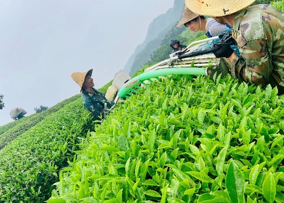 Dahongpao Tee erleben Sie die Magie des Weißen Tees Feibai Anji aus Fujian